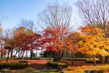 秋の公園　綺麗に色づく紅葉の葉