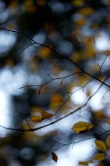 Automne forêt