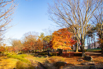 秋の公園　綺麗に色づく紅葉の葉