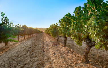 Fototapeta na wymiar Landscape of vineyard, summer nature background. Beautiful rows of grapes in summertime.