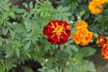
Bright yellow and orange marigolds decorate the autumn garden