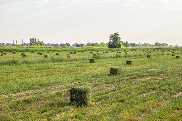 A field of newly cut and baled alfalfa or hay.
