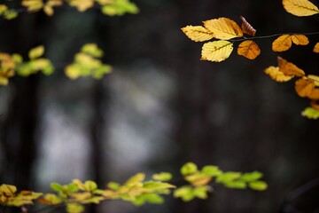 Feuillage et branchage arbre automne - nature biodiversité - arrière-plan fond d'écran