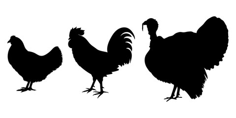 Chicken, rooster and turkey Black silhouettes. Poultry, farm bird graphic design with hen, cock and gobbler icon set. Vector illustration.