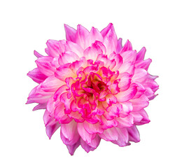 Garden decorative flower Dahlia pink
