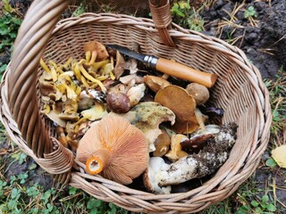 Sammeln von Speisepilzen in heimischen Wälder, Essbare Pilze im Herbst, Steinpilz, Marone,...