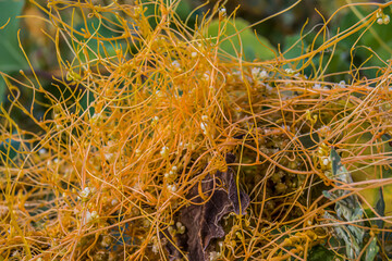 Parasitic dodder plant on green plants