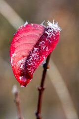 Winter Nahaufnahmen von gefrorenen Pflanzen - 394636252