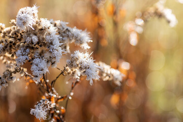 Winter Nahaufnahmen von gefrorenen Pflanzen - 394636291