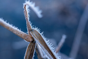 Winter Nahaufnahmen von gefrorenen Pflanzen - 394636427