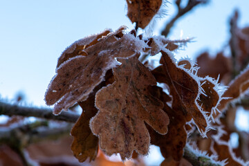 Winter Nahaufnahmen von gefrorenen Pflanzen - 394636452