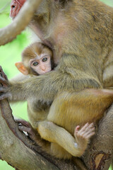 monkey mother and baby