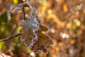 Winter Nahaufnahmen von gefrorenen Pflanzen - 394636483