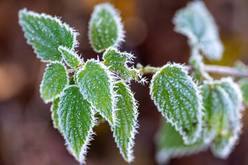 Winter Nahaufnahmen von gefrorenen Pflanzen - 394636645