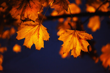 yellow maple leaves at night in the light of a street lamp.