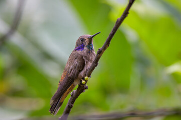 Colibri delphinae