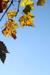 Colorful autumn leaves and bright blue sky. Selective focus. 