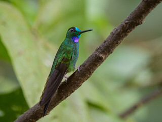 Heliodoxa jacula jamersoni