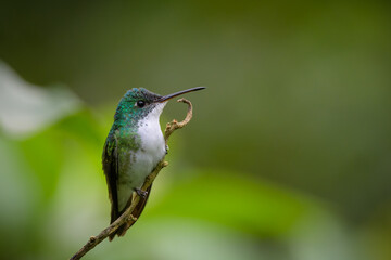 Amazilia franciae viridiceps