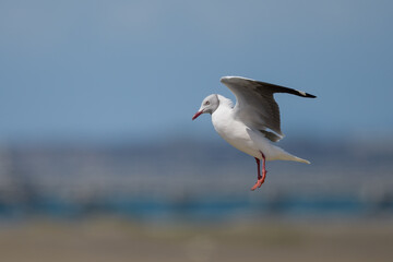 Chroicocephalus cirrocephalus cirrocephalus