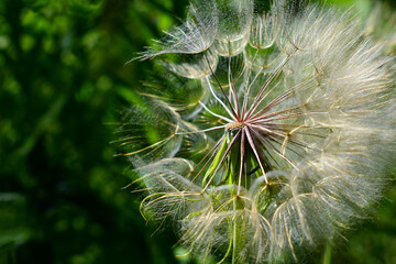 
big dandelion on a green background close up
