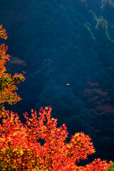 Fototapeta na wymiar 【東京都 奥多摩】鳩ノ巣渓谷の紅葉