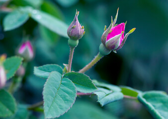 red rose bud on a green background