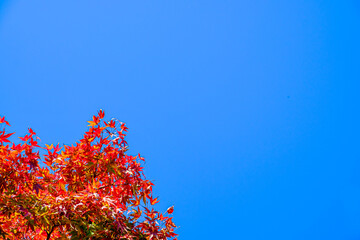【東京都 奥多摩】鳩ノ巣渓谷の紅葉