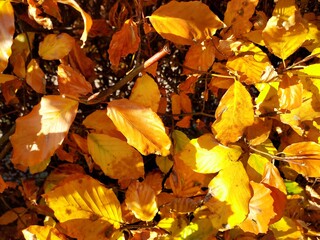 Beech leaves orange brown 