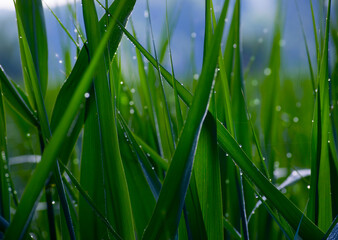 juicy green grass in drops of morning dew