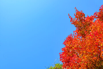 【東京都 奥多摩】鳩ノ巣渓谷の紅葉