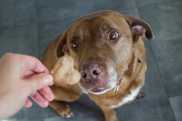 Dog getting a cookie. Adult mixed Labrador dog eating cookie. Gray background. Close up portrait of cute brown dog. 
