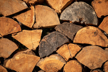 Naklejka premium Close up. Cut down tree trunks on a pile in a forest. Circles of the tree. Old branches.
