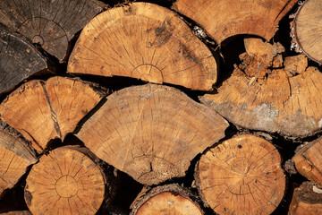 Naklejka premium Close up. Cut down tree trunks on a pile in a forest. Circles of the tree. Old branches.