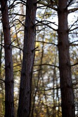 For&ecirc;t