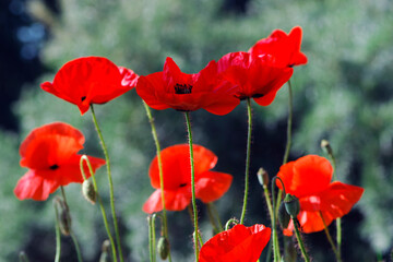 Obraz premium beautiful delicate red poppy flowers 