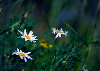delicate flower of white wild chamomile on a green background