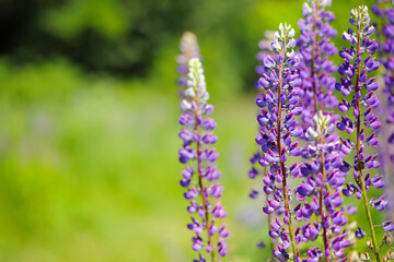 Naklejka premium delicate beautiful flowers purple lupins. spring background close-up