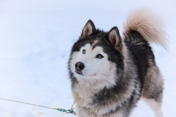 siberian husky puppy on the snow. isolated animal pet on white background. winter sport sled dog racing