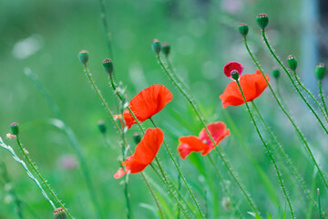 delicate red poppies on a green background