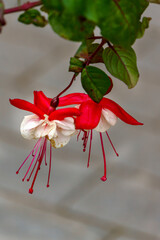 Beautiful fuchsia flowers in full bloom. Red and white colors of flower buds.