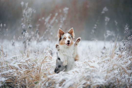 Dog In Snow, Winter Mood. Border Collie Waving Paws In Nature. 