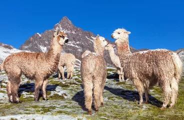 Aluminium Prints Lama llama or lama, group of lamas on pastureland