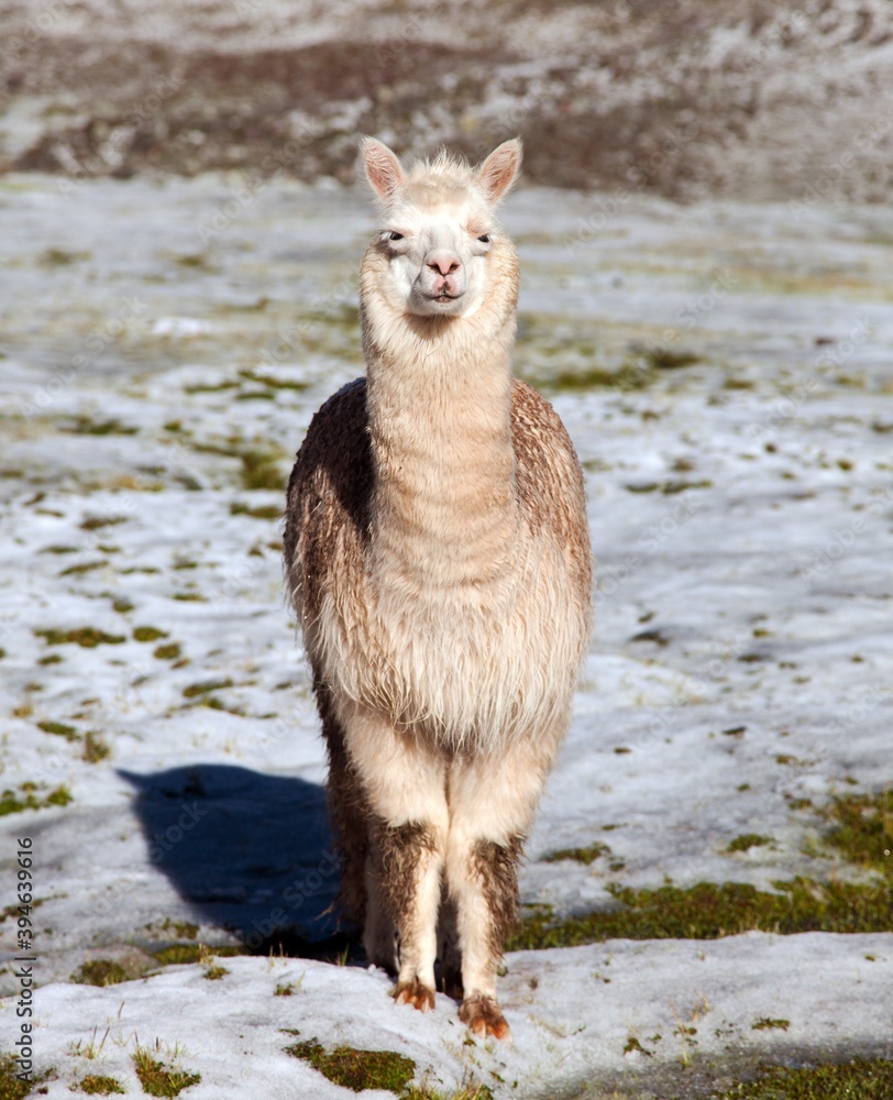 Sticker llama or lama on pastureland