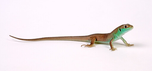 Western green lizard, juvenile // Westliche Smaragdeidechse (Lacerta bilineata), Jungtier