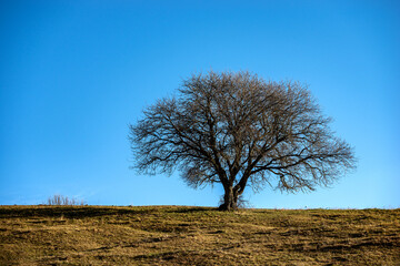 Beautiful lonely tree without leaves on green and brown meadow and clear sky in autumn, Lessinia Plateau, Veneto, Verona province, Italy, Europe.
