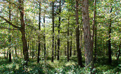 Nel Bosco in estate