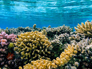 Fototapeta na wymiar Colorful coral reef at the bottom of Red Sea