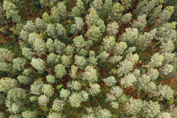 Aerial view of the rainforest green trees ecology with healthy environment concept and summer background. Concept of forest