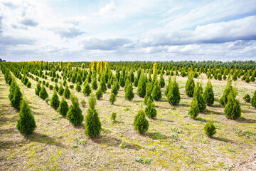 Fototapeta na wymiar rows of young conifers in greenhouse with a lot of plants on plantation